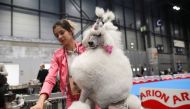 A woman grooms a Standard Poodle dog at the 2022 World Dog Show at IFEMA conference center in Madrid, Spain, on June 23, 2022. Reuters/Isabel Infantes