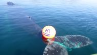 A whale entangled in ropes and a buoy is pictured, in the Norwegian part of the Barents Sea, Norway, June 29, 2022. Norwegian Coast Guard/Handout via REUTERS