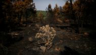 An area affected by a wildfire is seen in Murca, Portugal, July 20, 2022. REUTERS/Pedro Nunes