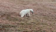A female polar bear whose tongue is stuck in a tin can walks in the Arctic settlement of Dikson on the Taymyr Peninsula, Russia July 21, 2022. Press service of Nornickel/Handout via REUTERS
