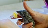 A caretaker feeds a hedgehog that was taken in the CSAM wildlife centre due to hot weather and drought in Saint-Cezaire-Sur-Siagne, France, August 1, 2022. REUTERS/Eric Gaillard