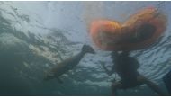 Ministry of Environment official during the release of baby dugongs in the sea.