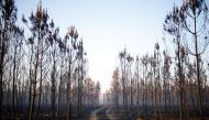 A view shows trees and vegetation burnt by a major fire in Hostens, as wildfires continue to spread in the Gironde region of southwestern France, August 11, 2022. REUTERS/Stephane Mahe