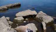 A dead fish lies on the bank of Oder River on the German-Polish border, in Brieskow-Finkenheerd, Frankfurt (Oder), Germany, August 11, 2022. (REUTERS/Annegret Hilse)