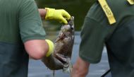 Members of the Polish Armed Forces remove a dead fish from Oder river, near the German border, as water has been contaminated and is causing fish to die-off, in Slubice, Poland, August 12, 2022. (REUTERS/Lisi Niesner)