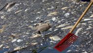 Dead fish are removed from the Oder river near the border with Germany, in Krajnik Dolny, Poland, August 15, 2022. (REUTERS/Lisi Niesner)