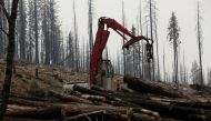 An active logging site is pictured among burned trees from the Rim fire near Groveland, California, on July 30, 2014. File Photo / Reuters