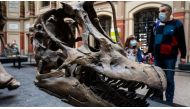  Dinosaur fossils are common at Berlin's Natural History Museum. Two climate activists chained themselves to one on October 30, 2022. (John MacDougall/AFP via Getty Images)