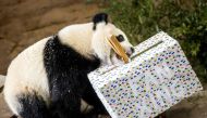 In this file photo taken on May 1, 2022, Giant panda Fan Xing celebrates its second birthday at the Ouwehands Zoo in Rhenen, Netherlands. (Photo by Koen van Weel / ANP / AFP)
