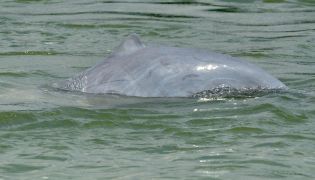 File photo for representational purposes showing a dolphin in the Mekong River in Phnom Penh. AFP.
