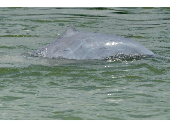 File photo for representational purposes showing a dolphin in the Mekong River in Phnom Penh. AFP.