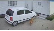 A tiger was spotted in Edenvale, Johannesburg on 30 January 2023. PHOTO: Supplied/Screenshot

