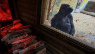 A 48-year-old gorilla, Tony, sits next to a wood stove, which heats his enclosure in Kyiv Zoo, amid Russia's attacks on Ukraine, January 31, 2023. (REUTERS/Gleb Garanich)