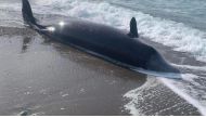 A whale is found washed up dead on the beach in the village of Argaka on the rugged north coast of Cyprus. (AFP)