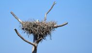 This picture taken on May 11, 2023 shows a baby stork on the nest on top of a dry tree, at the Donana National Park in Aznalcaraz, southern Spain. (Photo by CRISTINA QUICLER / AFP)