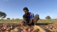 A Sudanese man harvests onions in the region of Jazira, south of Khartoum, on May 11, 2023. Photo by AFP