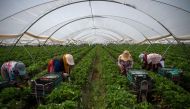 Strawberry pickers are at work in a greenhouse in Ayamonte, Huelva, on May 20, 2022. (Photo by JORGE GUERRERO / AFP)