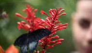 A person looks at a Scarlet Mormon Butterfly resting on a flower inside the Butterfly enclosure at the Zoological Society of London (ZSL) Zoo, in London, July 7, 2023. (Photo by Henry Nicholls / AFP)