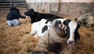 Joanne Gartell takes part in a 'Cow Cuddling' experience with a small herd of retired dairy cows on Dumble Farm in Arram, near Beverley, north east England on November 29, 2023. (Photo by Oli Scarff / AFP)