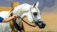 Horses from six countries will feature in the event.