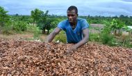 (FILES) A cocoa farmer dries cocoa beans in the village of Satikran near Abengourou, eastern Ivory Coast, on May 18, 2023. (Photo by Issouf SANOGO / AFP)
