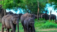 Baby elephants pictured at a Elephant transit home in Udawalawa on June 16, 2024. Photo by Ishara S.Kodikara / AFP.
