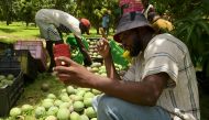 Agro-influencer Mame Abdou Diop, prepares social media content in his mango orchard in Gadiaga, Thies region, on 25 July 2024. (Photo by SEYLLOU / AFP)