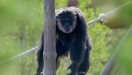 A chimpanzee is pictured at the Pridadomus recovering centre, founded by Dutch association AAP, in Villena, near Alicante. (Photo by Jose Jordan / AFP)