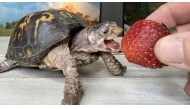 Rockalina, an eastern box turtle, takes a bite of a strawberry. She was taken from the wild as an adult and kept indoors since 1977. (Photo by Garden State Tortoise)