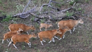 This handout photo taken on May 13, 2025 and released on May 23 by conservation group Rising Phoenix shows banteng, a type of wild cattle native to Southeast Asia, in Siem Pang in northeastern Cambodia, during a herding operation. (Photo by Handout / J C Eames - Rising Phoenix / AFP) 