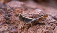 Biologist and study co-author Rob Felix said he stumbled across a grasshopper during a night walk on the island. (Photo by Rob Felix for The Washington Post)