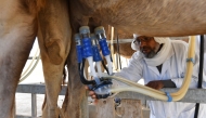 A man milks a camel at the Chenchou experimental station in the El- Hamma region of southern Tunisia on April 29, 2025. (Photo by Fethi Belaid / AFP)