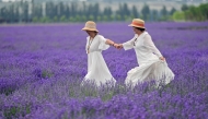 A lavender field in Huocheng County, northwest China's Xinjiang Uygur Autonomous Region. (Photo by Xinhua/Ding Lei)
