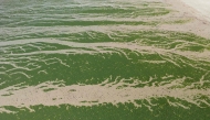 This aerial photograph shows the Saint-Michel-en-Greves beach, western France, covered in green algae on May 24, 2024. Photo by Damien MEYER / AFP