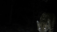 Jaguar Number Four is photographed by a night vision camera July 4 in southern Arizona. Photo credit: University of Arizona’s Wild Cat Research and Conservation Center
