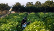 An agricultural worker harvests jasmine flowers at sunrise at a field in the village of Shubra Balula in Egypt's northern Nile delta province of Gharbiya on July 7, 2025. (Photo by Khaled Desouki / AFP)