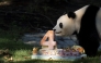 Staff at the Smithsonian’s National Zoo present giant panda Qing Bao with a cake and presents in Washington. All pictures: Carolyn Van Houten/The Washington Post