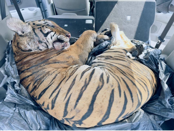 The carcass of a Malayan tiger discovered in the boot of a car in Johor. Photo: Facebook / KDNKA
