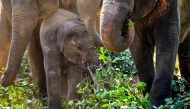Elephants eat jackfruit leaves at the Pinnawala Elephant Orphanage in Pinnawala on February 16, 2025. Photo by Ishara S. KODIKARA / AFP