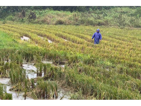 A farmer walks in a flooded rice field amid weather patterns from Super Typhoon Ragasa in Lal-lo town, Cagayan province on September 22, 2025. Photo by John Dimain / AFP