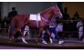 A total of 97 lots went under the hammer, including 97 lots, 36 two-year-olds, two yearlings, 31 horses currently in training and 28 of breeding stock. PIC: Debbie Burt