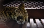 A tranquilized Javan leopard lies inside a cage at a hotel in Bandung, West Java, on October 6, 2025. (Photo by Timur Matahari / AFP)