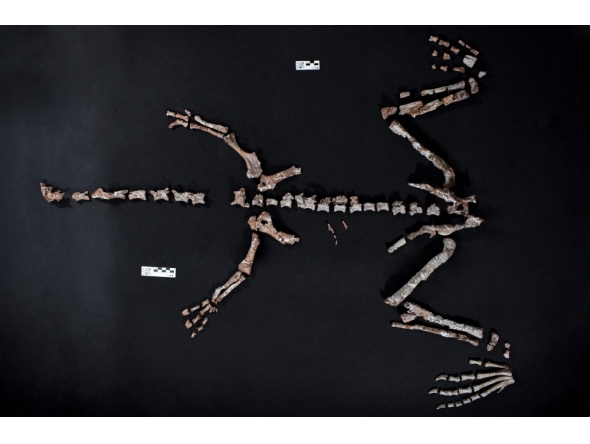 Handout picture released by Argentina's CONICET shows fossil bones of a Huayracursor jaguensis on October 10, 2025. (Photo by CONICET Press Office / CONICET / AFP) 