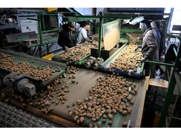 Employees of an agricultural cooperative sort potatoes after harvesting in Geer, eastern Belgium on September 26, 2025. (Photo by Nicolas Tucat / AFP)