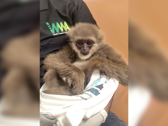 This handout picture taken and released by Customs Mumbai International Airport on October 30, 2025, shows a silvery gibbon as it was seized from a checked baggage of a passenger travelling from Malaysia via Thailand, at Mumbai International Airport. Photo by Handout / Customs Mumbai International Airport / AFP