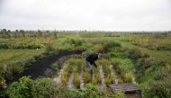 Dr Nadine Mitschunas, an ecologist at the UK Center for Ecology and Hydrology, inspects a crop of various rice species on October 14, 2025. (Photo by Oli Scarff / AFP)
