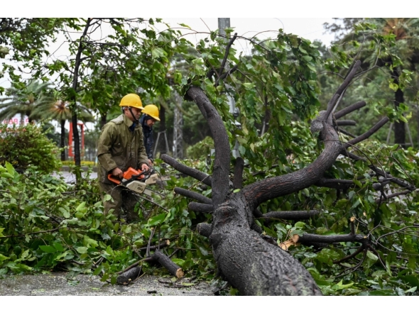 Workers use a chainsaw to cut the branches off a tree that fell in strong winds ahead of the arrival of Typhoon Kalmaegi near Quy Nhon beach, Central Vietnam on November 6, 2025. Photo by Nhac Nguyen/ AFP