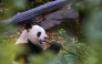 Male Panda Yuan Zi is lying in his internal enclosure before his last public snack at The Beauval Zoo in Saint-Aignan-sur-Cher, central France on November 23, 2025. Photo by Guillaume Souvant / AFP