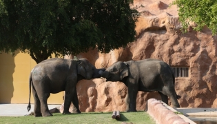 Pair of Asian Elephants gifted by Nepal arrives at Al Khor Park