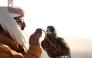 A falconer with his falcon during the competition. 